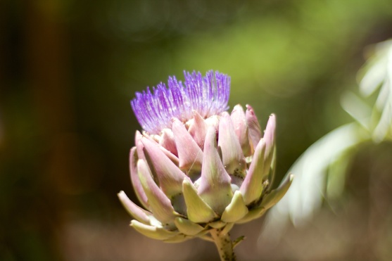 Flowering artichoke