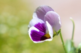 Purple flower (macro, cropped)
