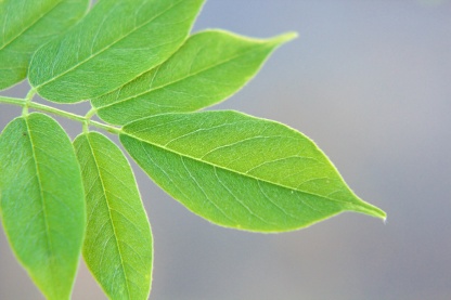 Leaf (detail)